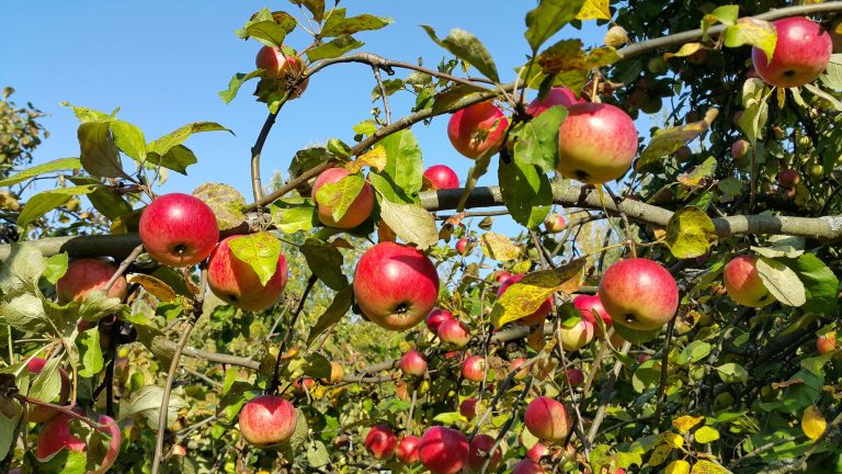 cultivo de frutas sin emisiones