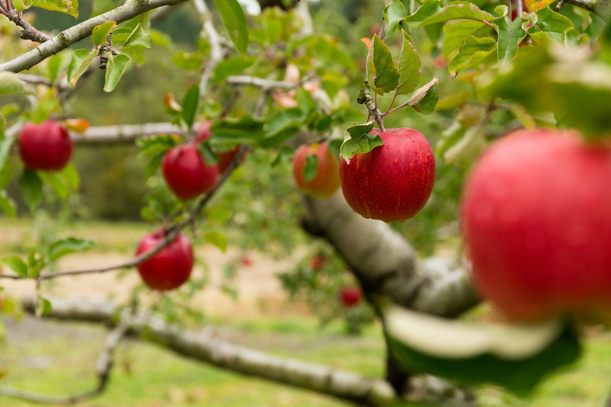 taburete de peldaños para la recolección de fruta.